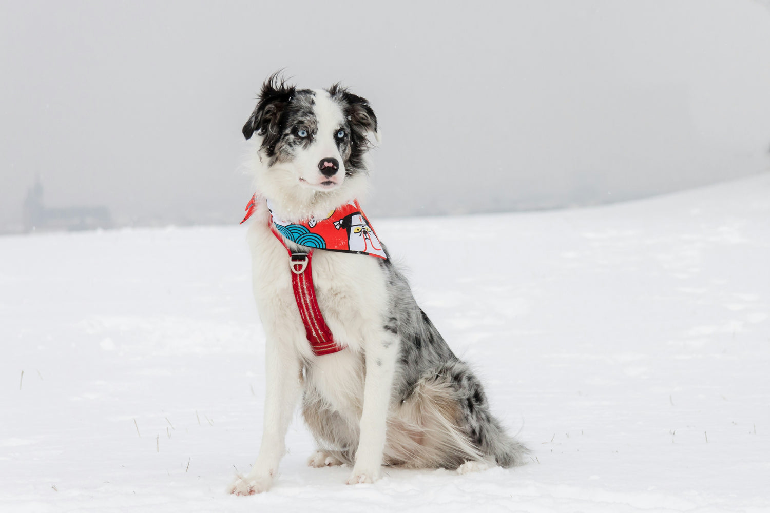 Accessoires mode canine